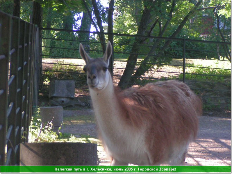hel_zoo_22.JPG
